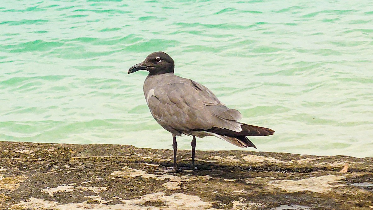 Lava Gull - ML639844442