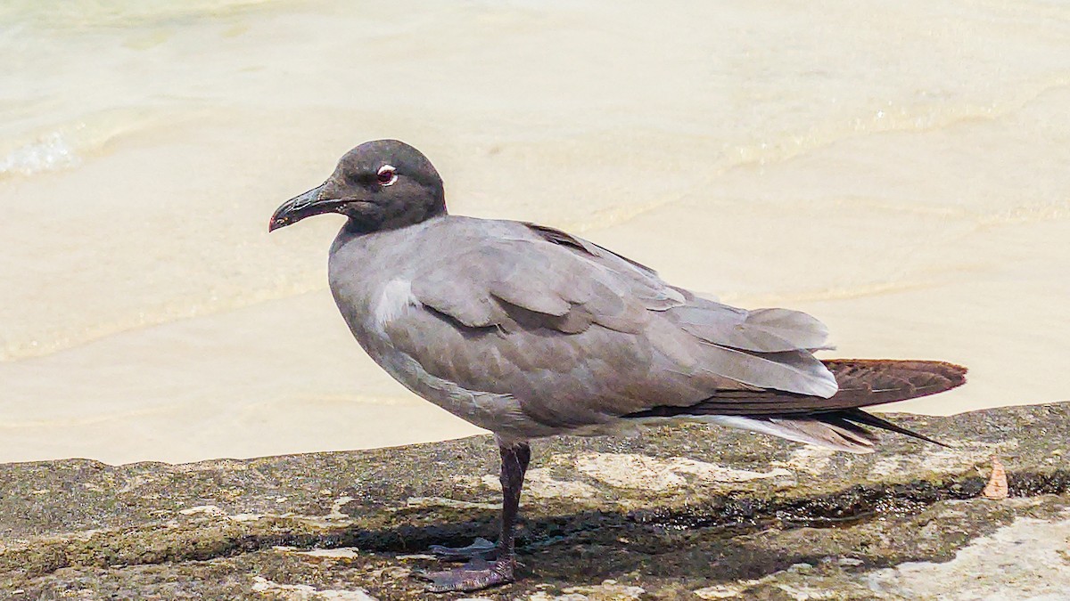 Lava Gull - ML639844444