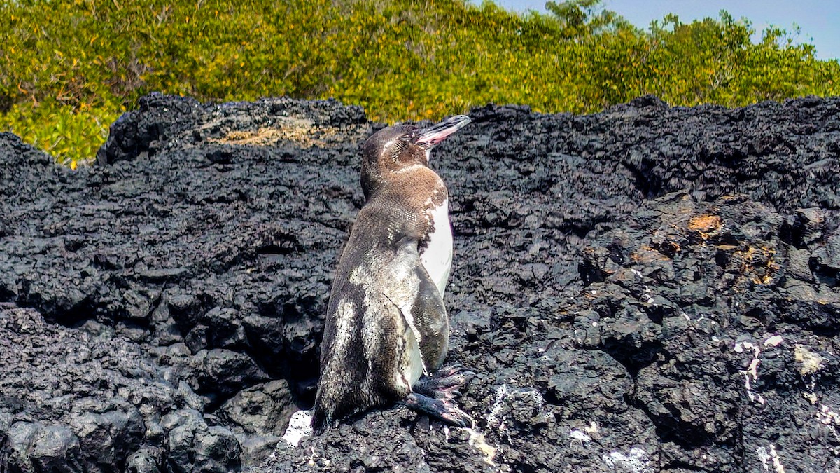 Galapagos Penguin - ML639844450