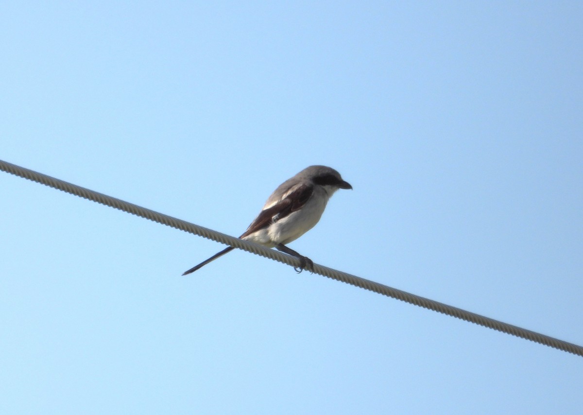 Loggerhead Shrike - ML639844455