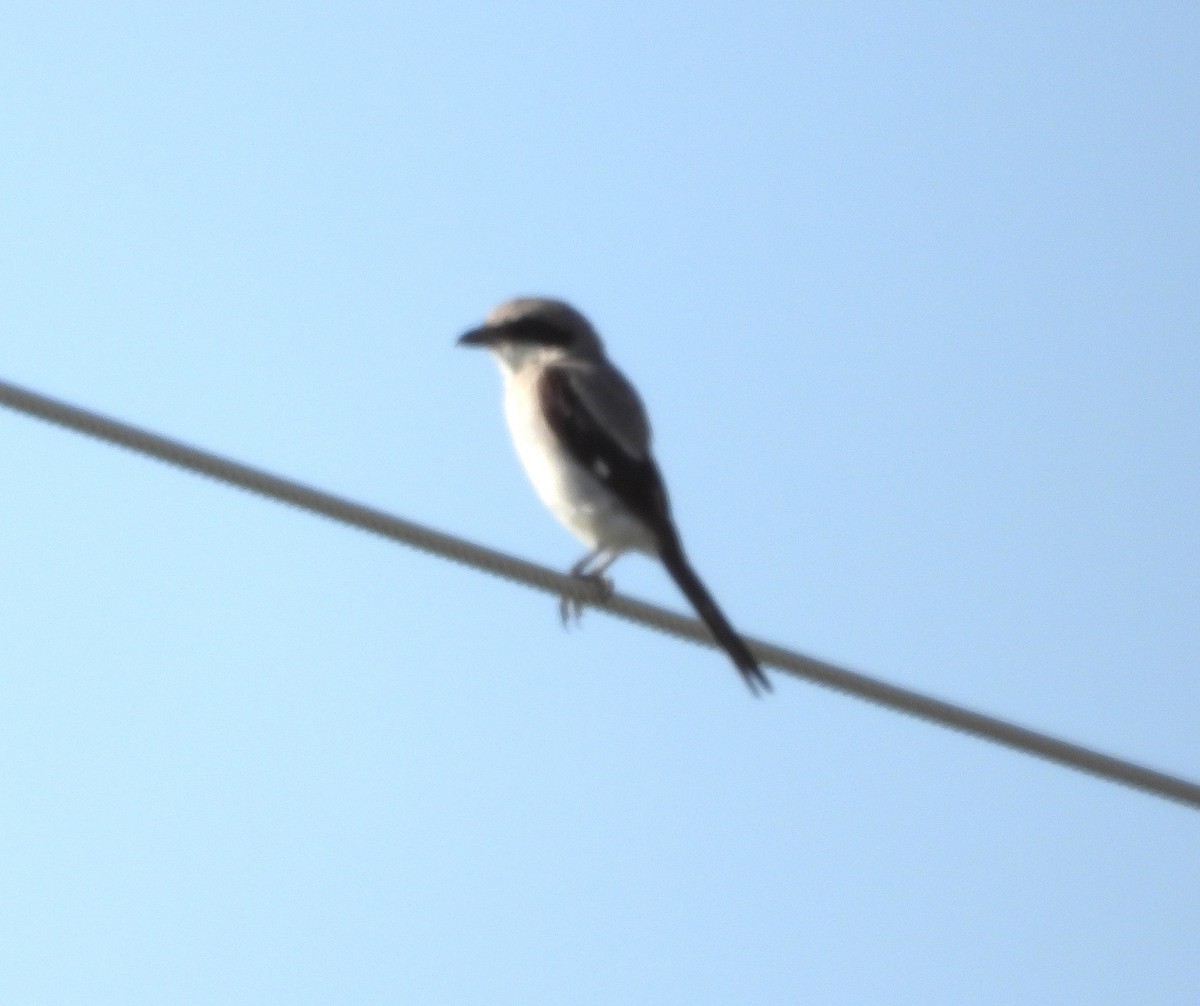 Loggerhead Shrike - ML639844471