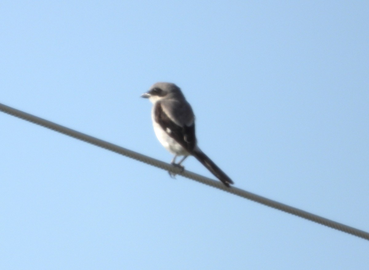 Loggerhead Shrike - ML639844493