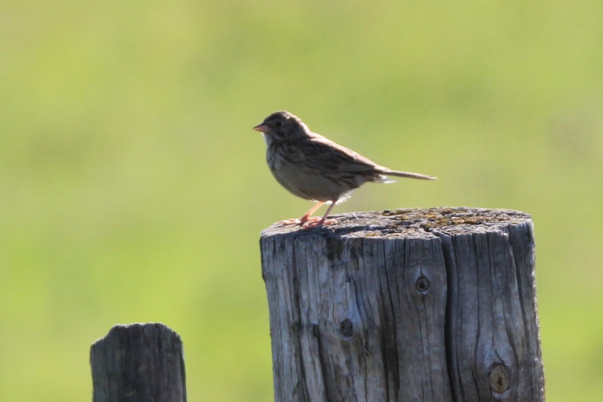Vesper Sparrow - ML639844610