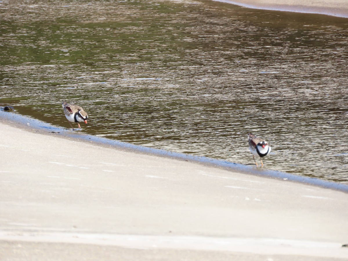 Black-fronted Dotterel - ML639844626