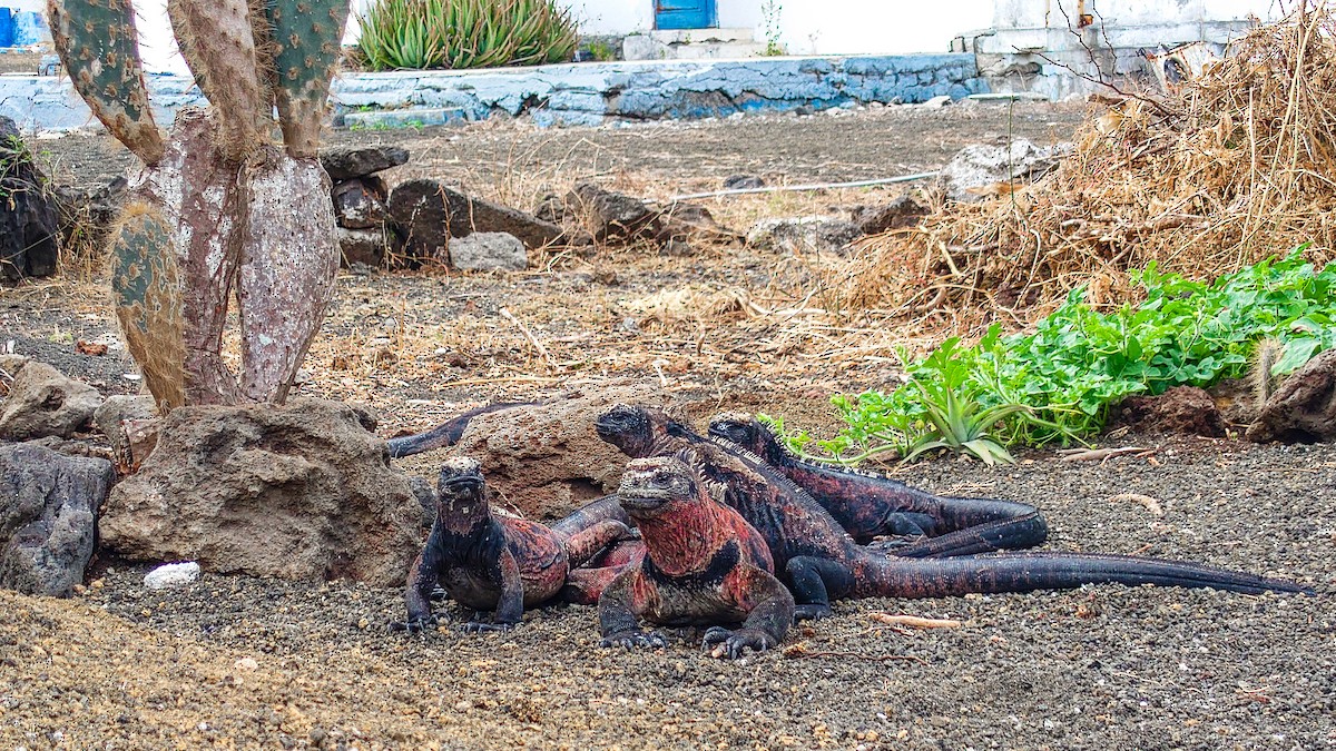 Marine Iguana - ML639844639