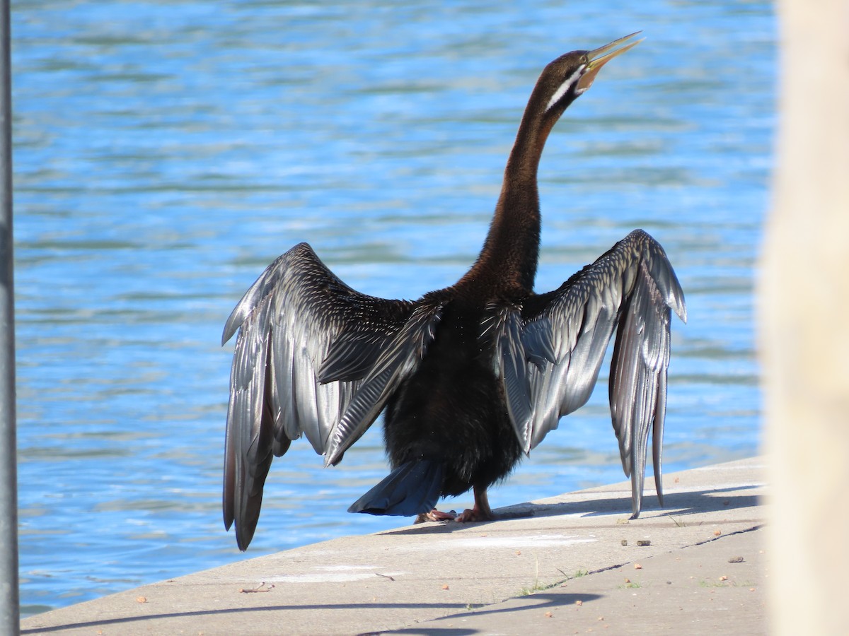 Australasian Darter - ML639844643