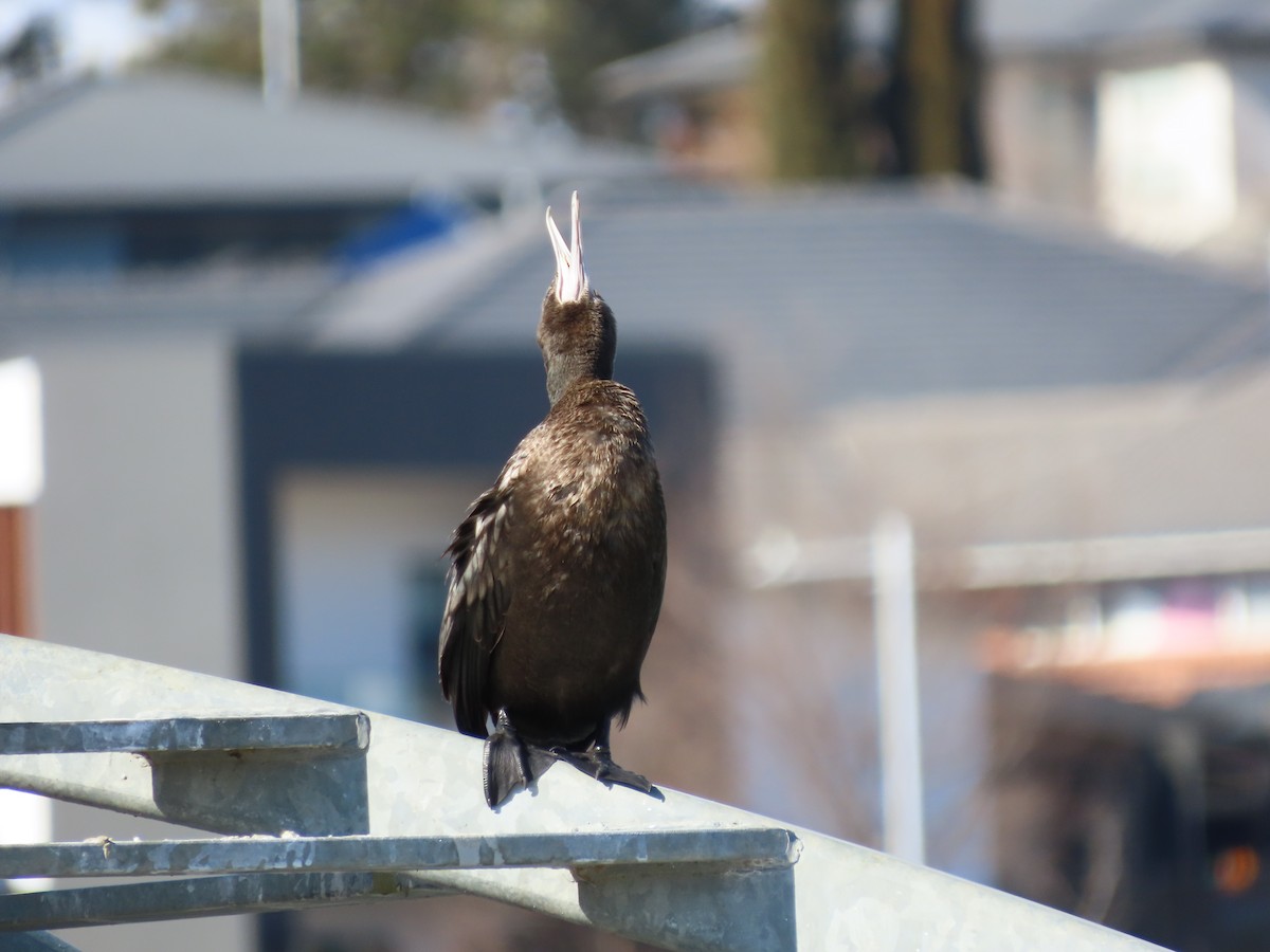 Little Black Cormorant - ML639844648