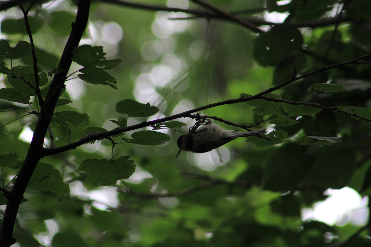 Black-capped Chickadee - ML639844650