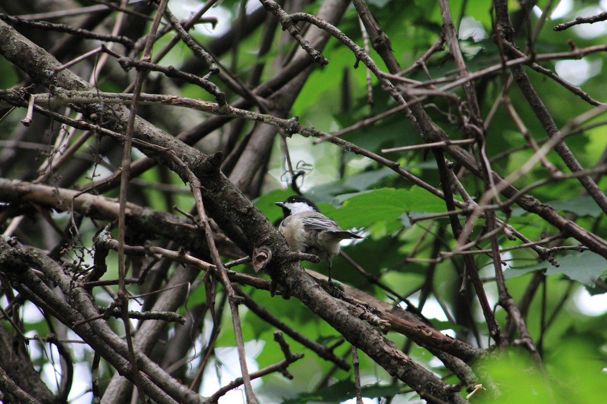 Black-capped Chickadee - ML639844651