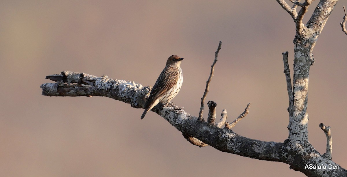 Violet-backed Starling - ML639844670