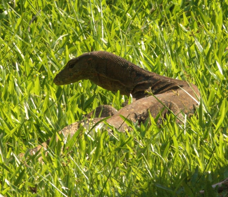 Southeast Asian Water Monitor - ML639844671