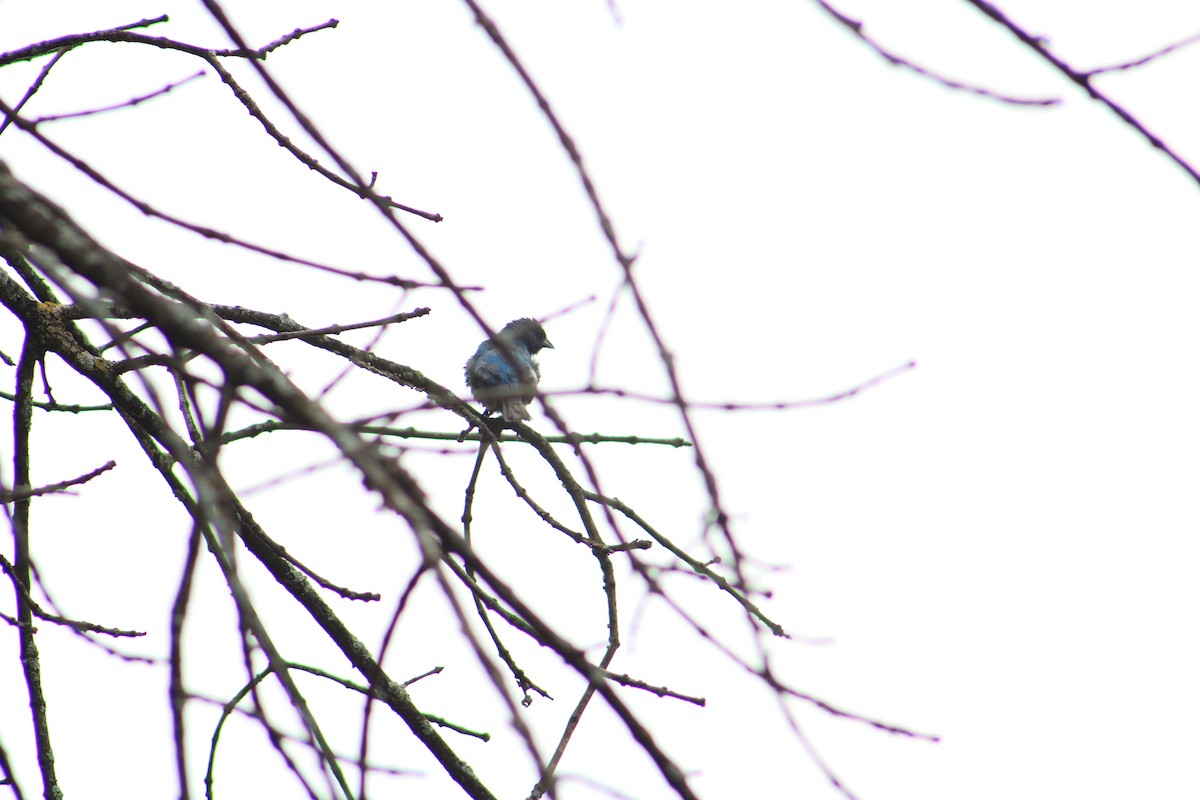 Indigo Bunting - ML639844673