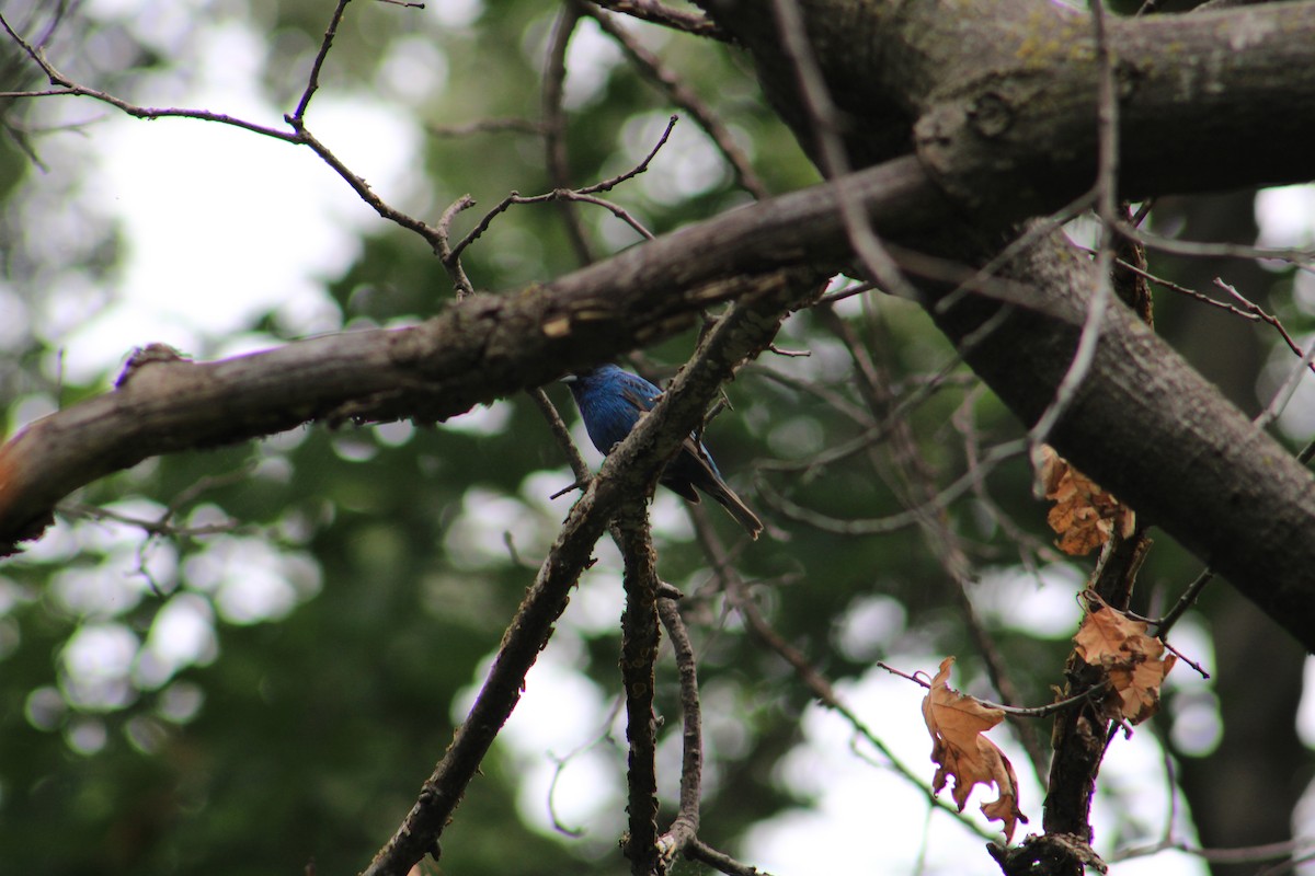 Indigo Bunting - ML639844674