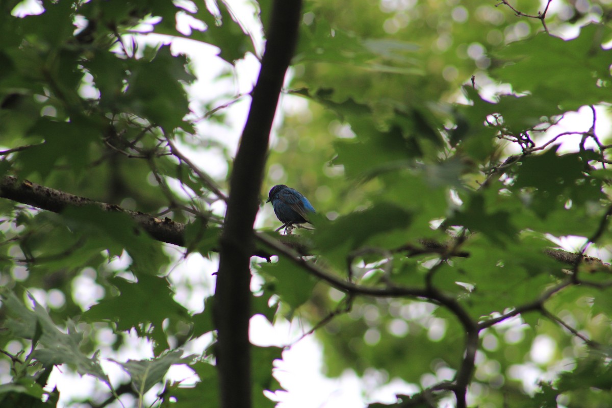 Indigo Bunting - ML639844676