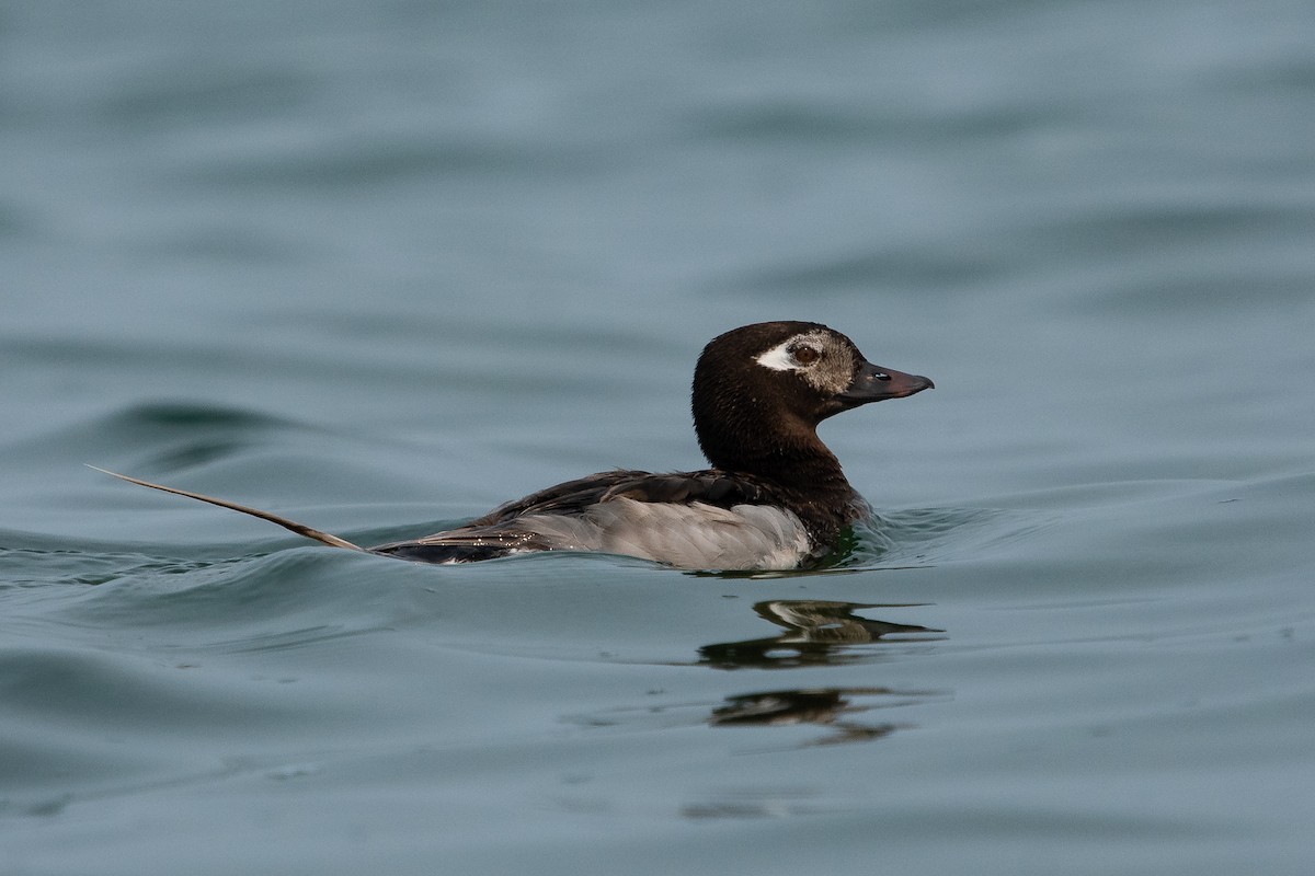 Long-tailed Duck - Ryan Griffiths