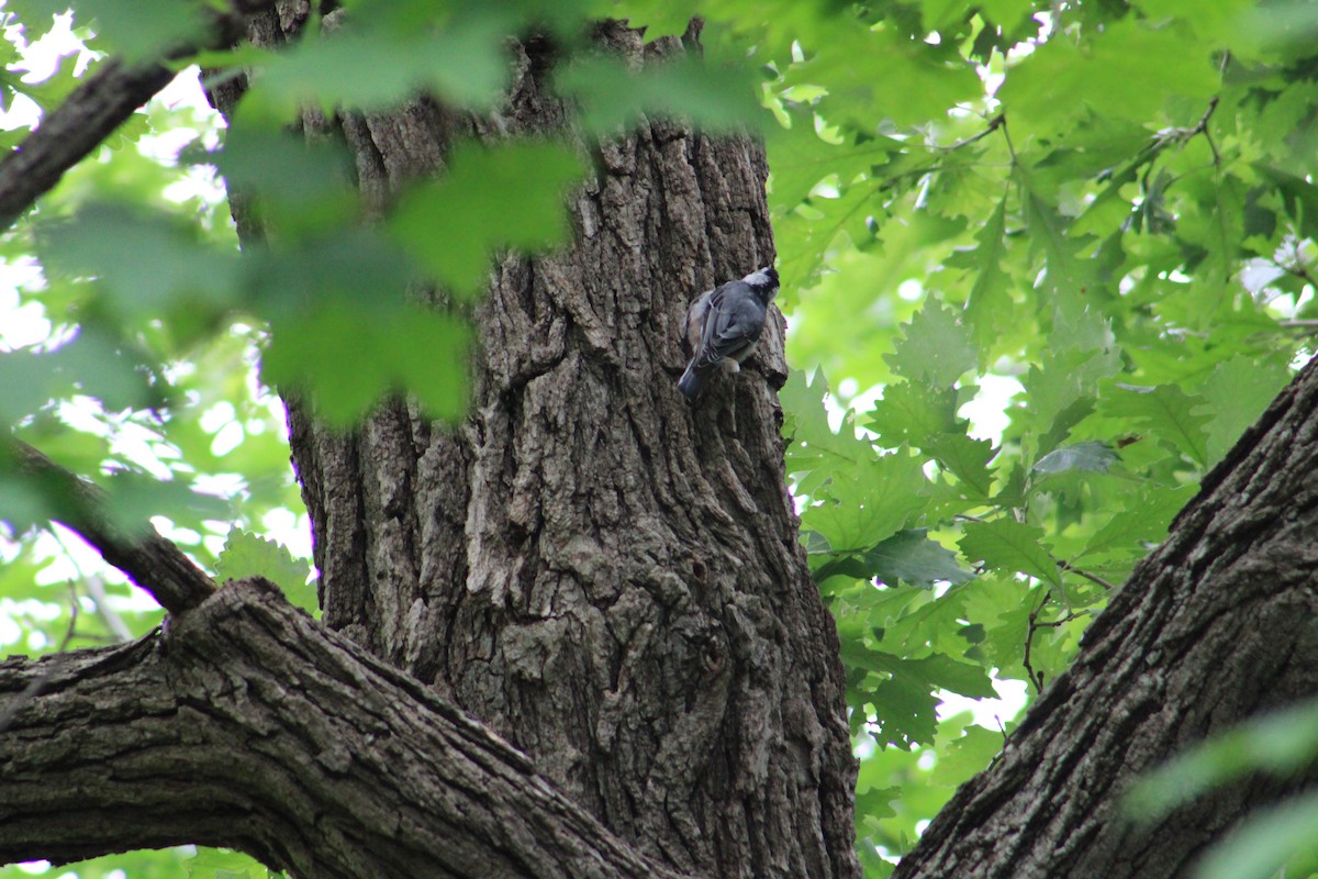 White-breasted Nuthatch - ML639844776