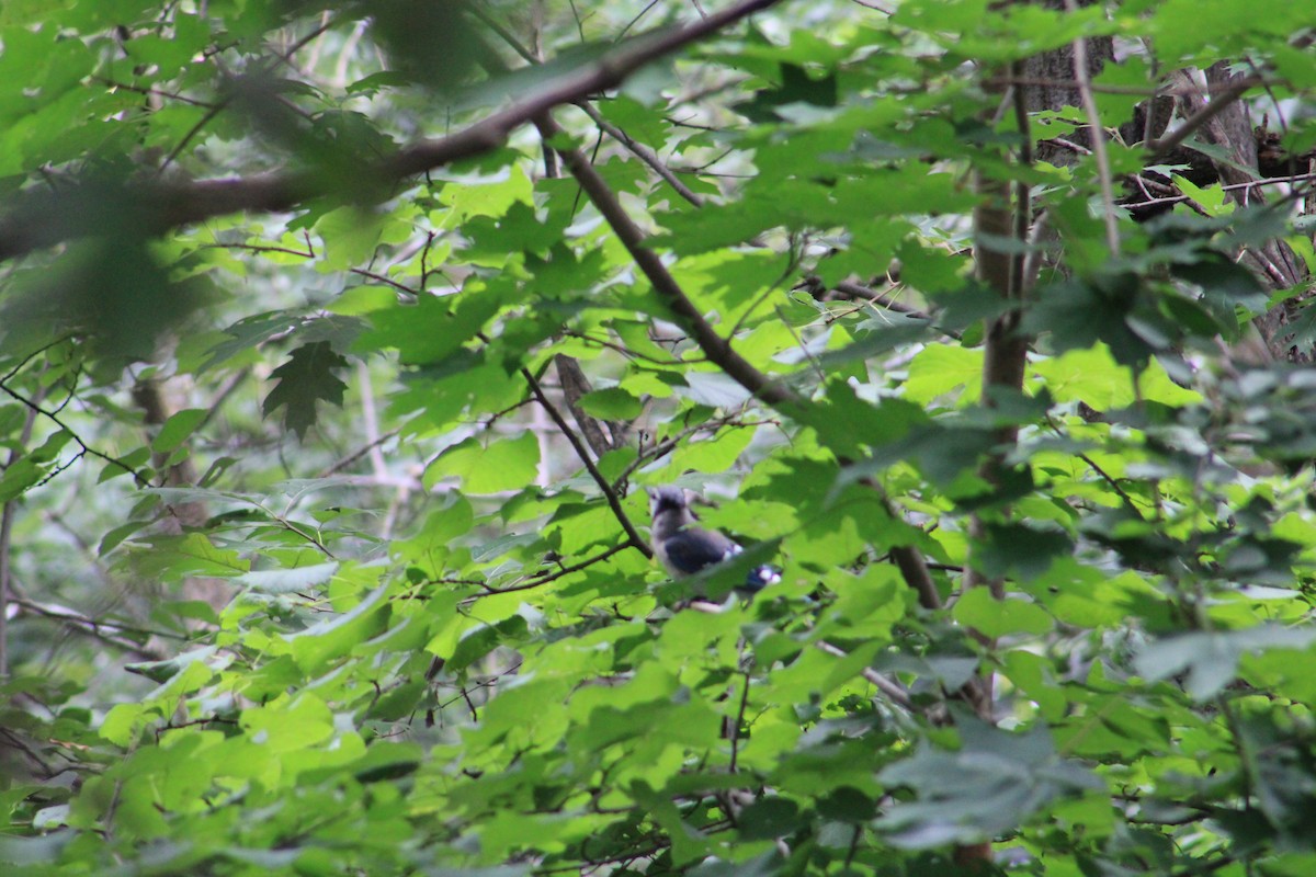 Blue Jay - ML639844796