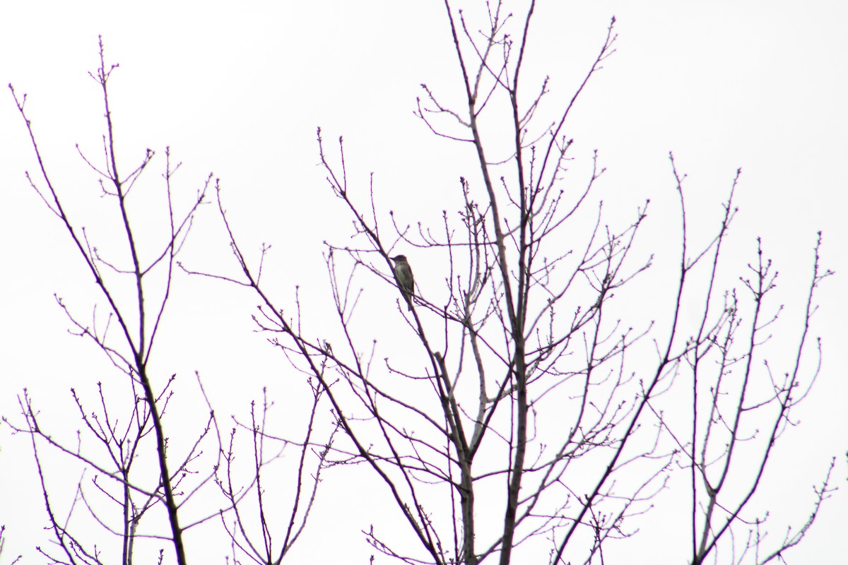 Olive-sided Flycatcher - ML639844859