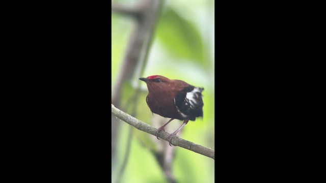 Mızrap Kanatlı Manakin - ML639844873