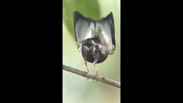 Mızrap Kanatlı Manakin - ML639844888