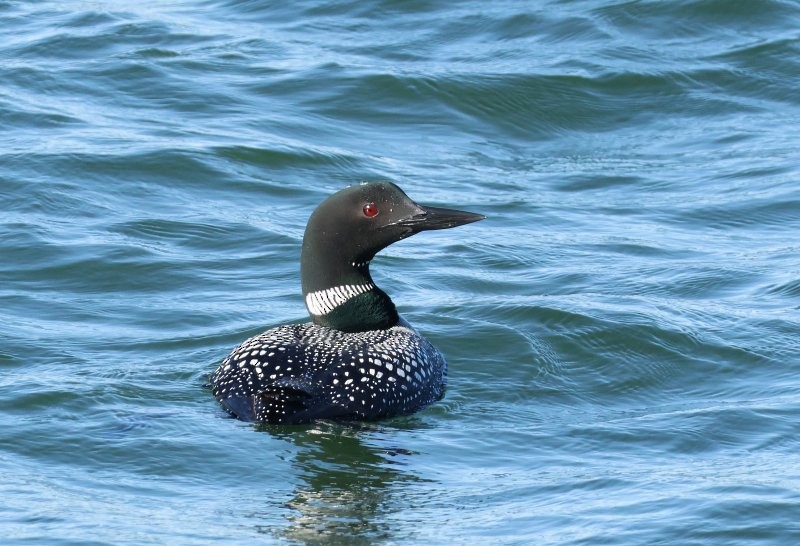 Common Loon - ML639844898