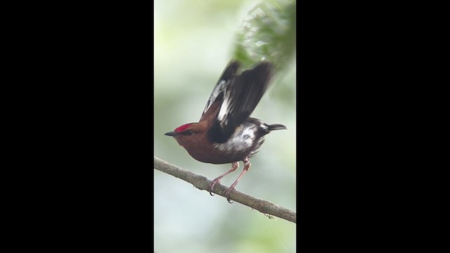 Mızrap Kanatlı Manakin - ML639844913