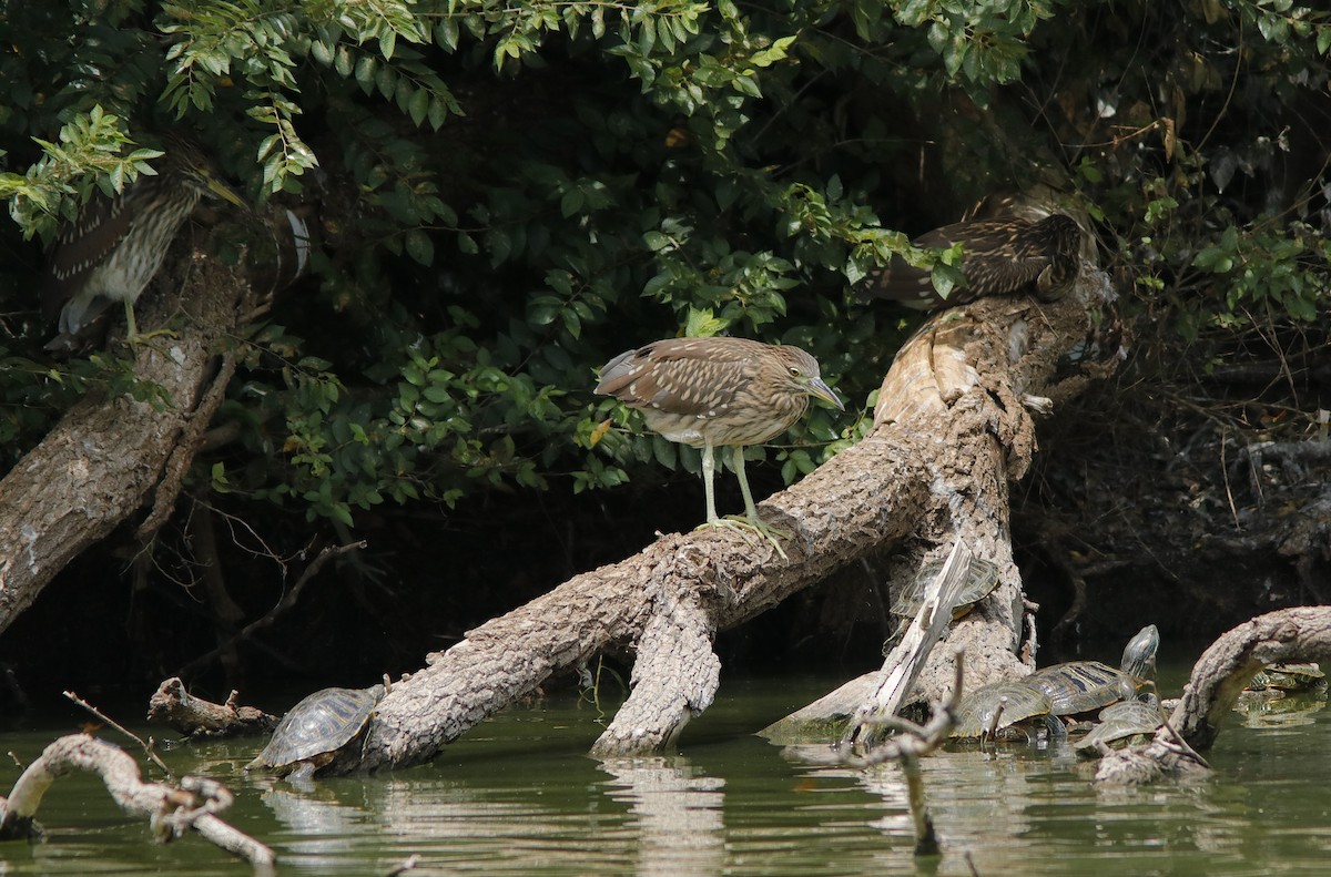 Ногоовор зашин - ML639844952