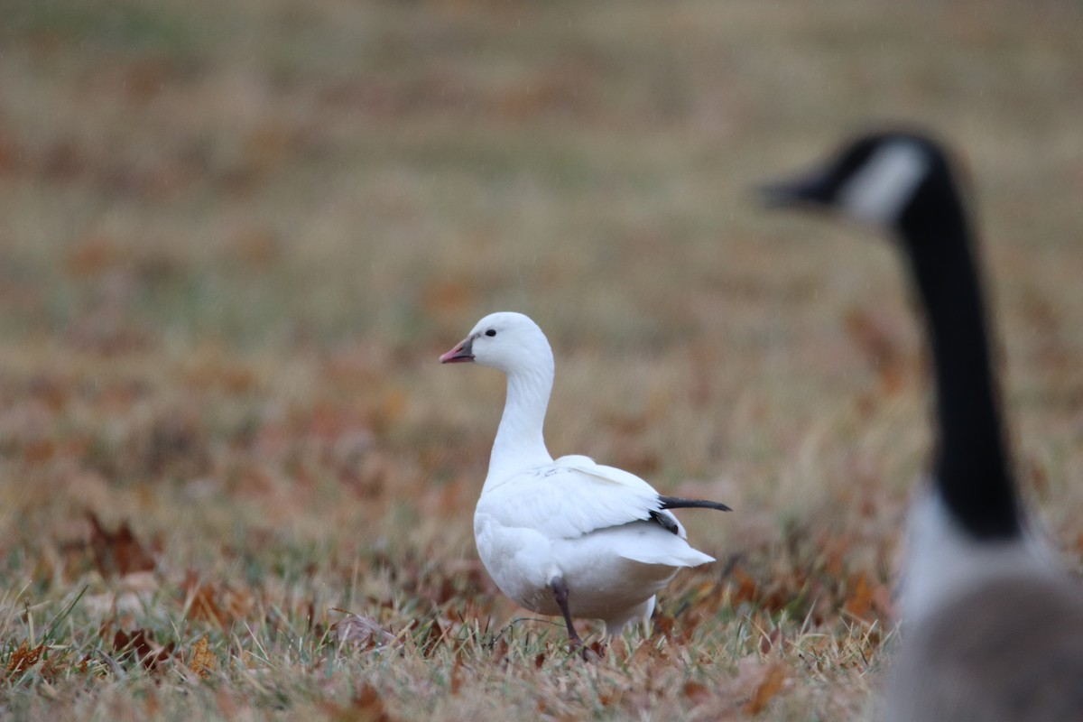 Ross's Goose - ML639844998