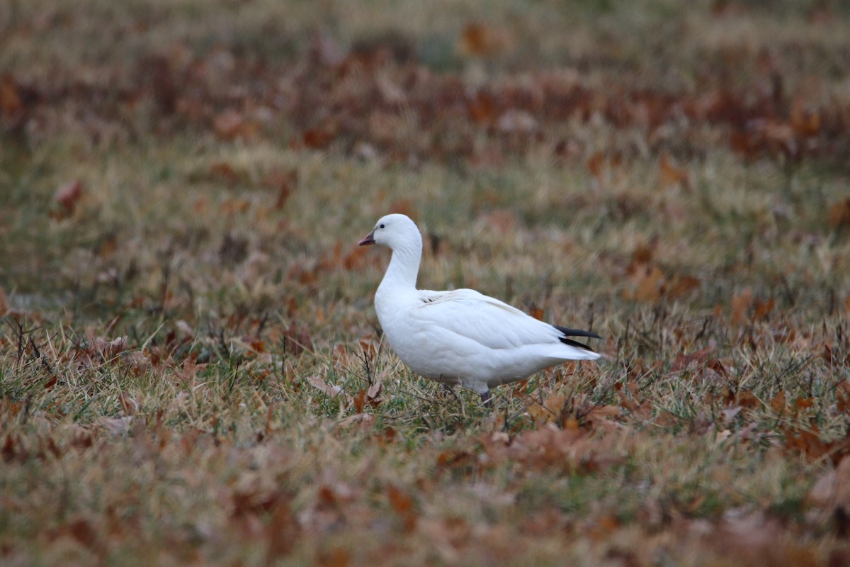Ross's Goose - ML639844999