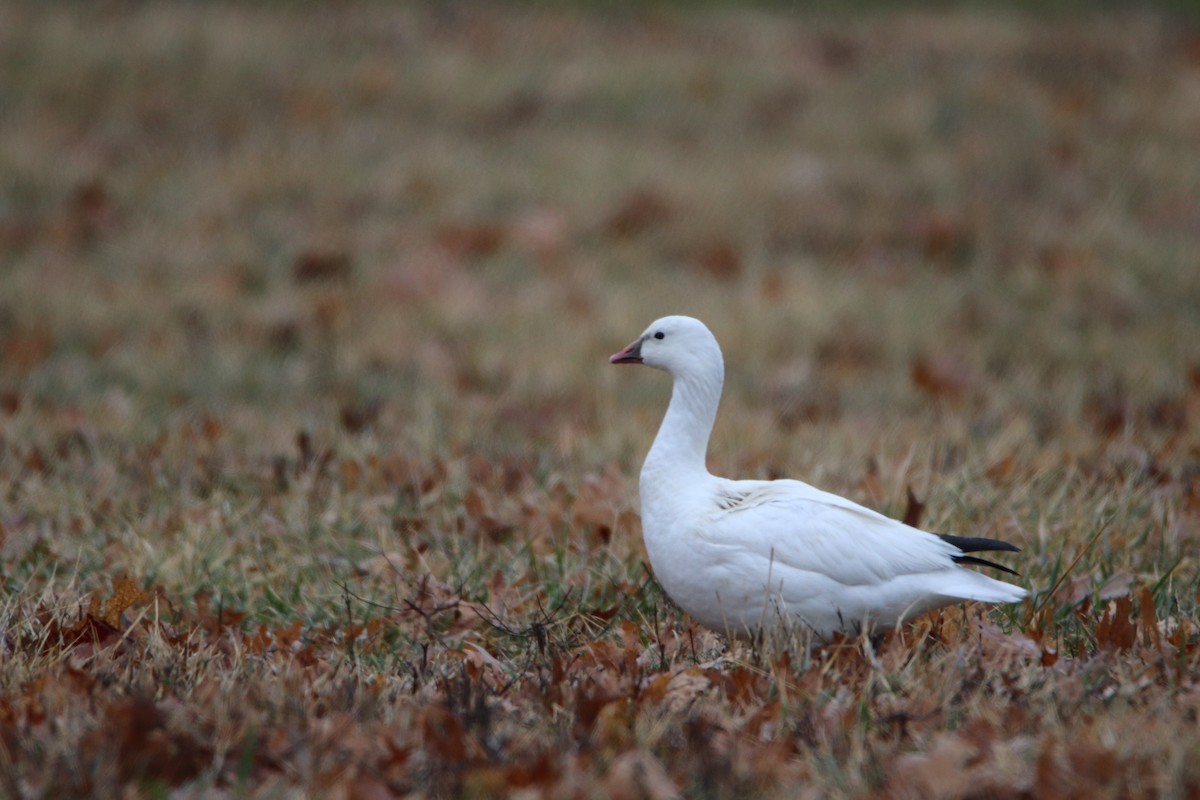 Ross's Goose - ML639845000