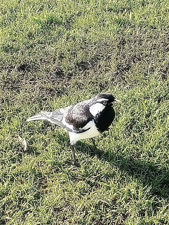 Magpie-lark - ML639845003