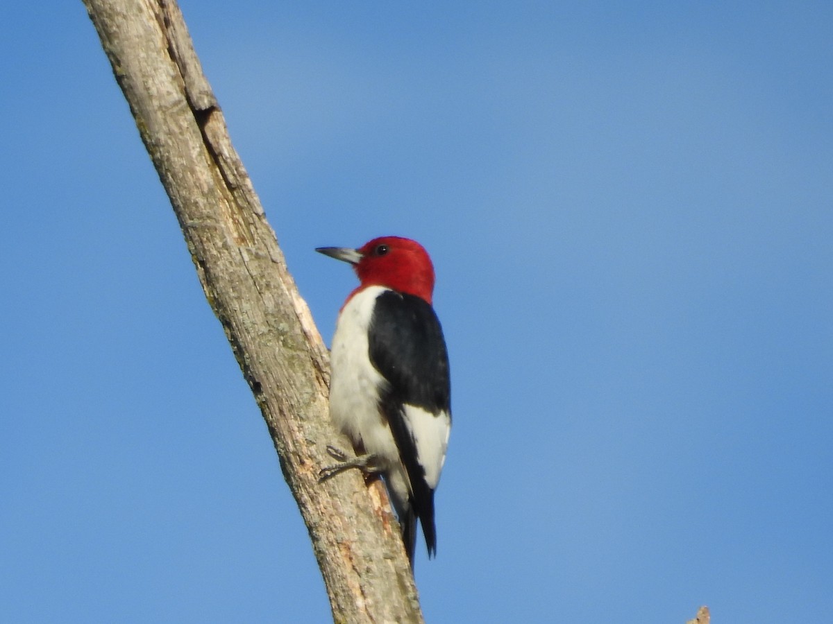 Red-headed Woodpecker - ML639845086