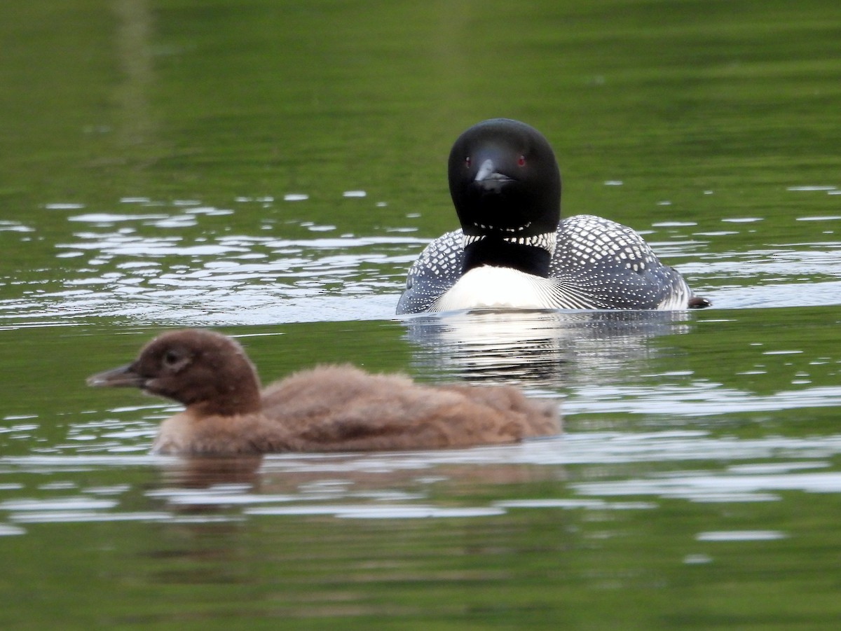 Common Loon - ML639845124