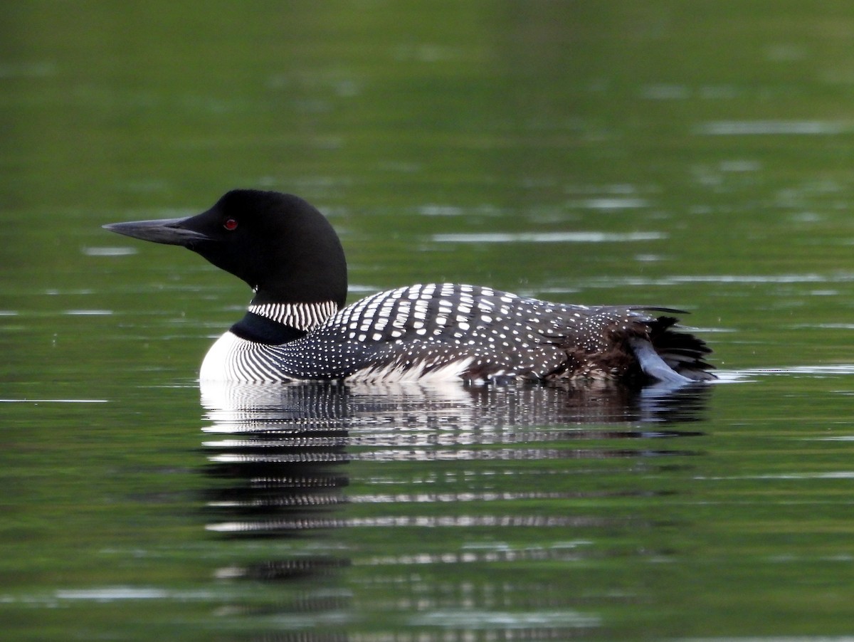 Common Loon - ML639845125