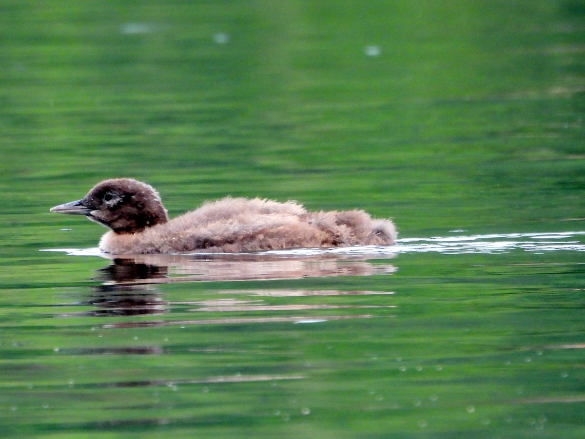 Common Loon - ML639845126