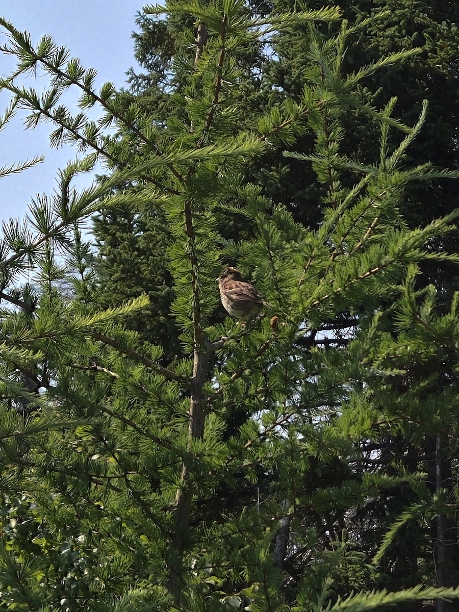 White-throated Sparrow - ML639845141