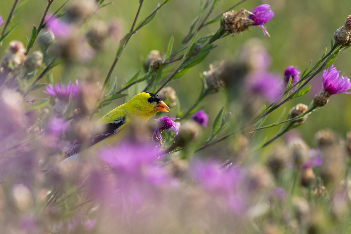 American Goldfinch - ML639845191