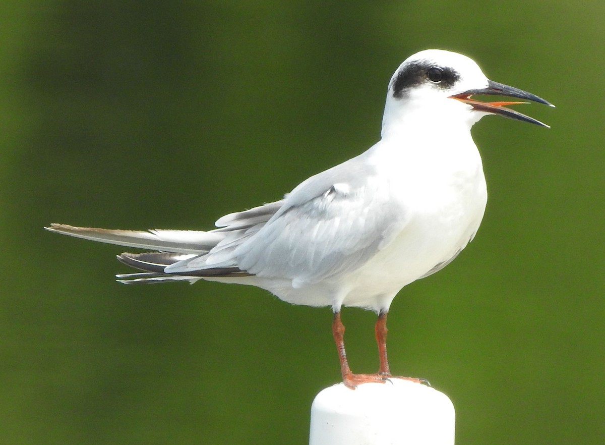 Forster's Tern - ML639845207