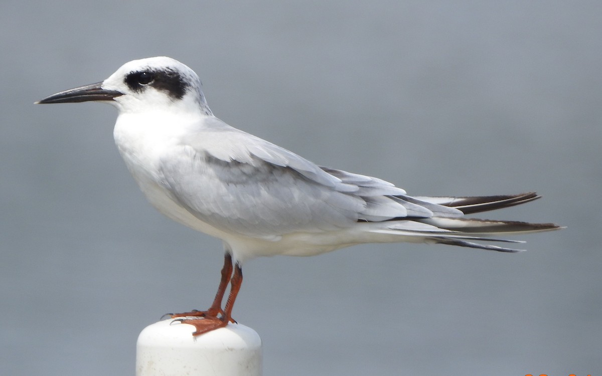 Forster's Tern - ML639845210