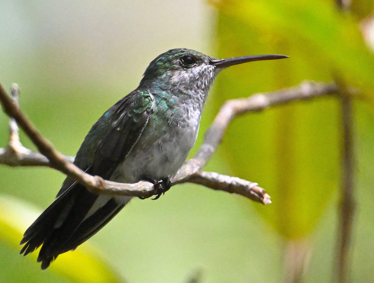 Mangrove Hummingbird - ML639845218