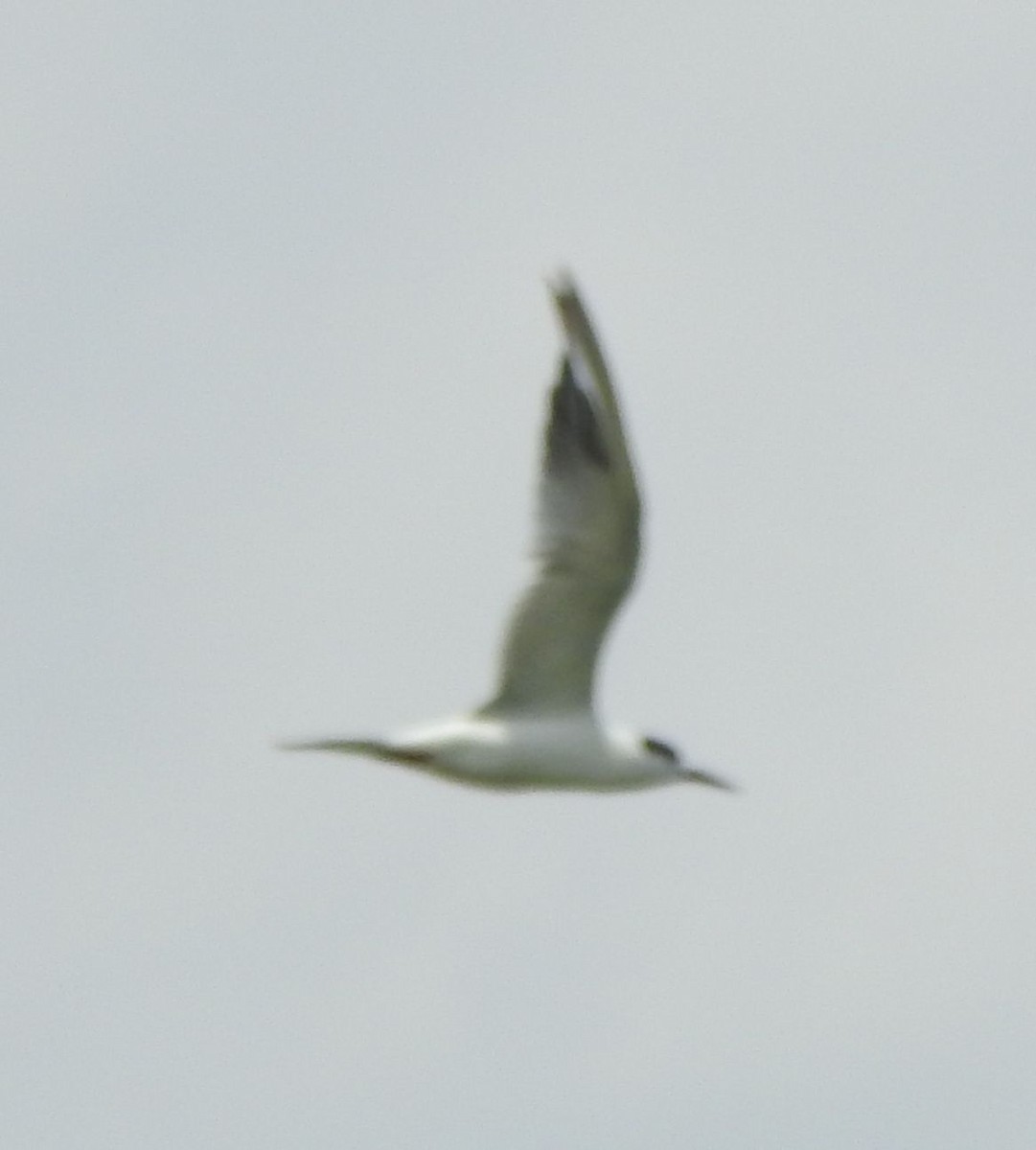 Forster's Tern - ML639845221