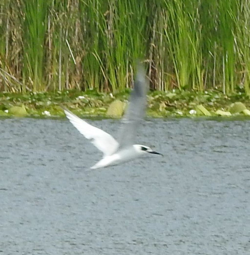 Forster's Tern - ML639845249