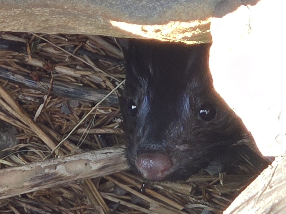 American Mink - ML639845250