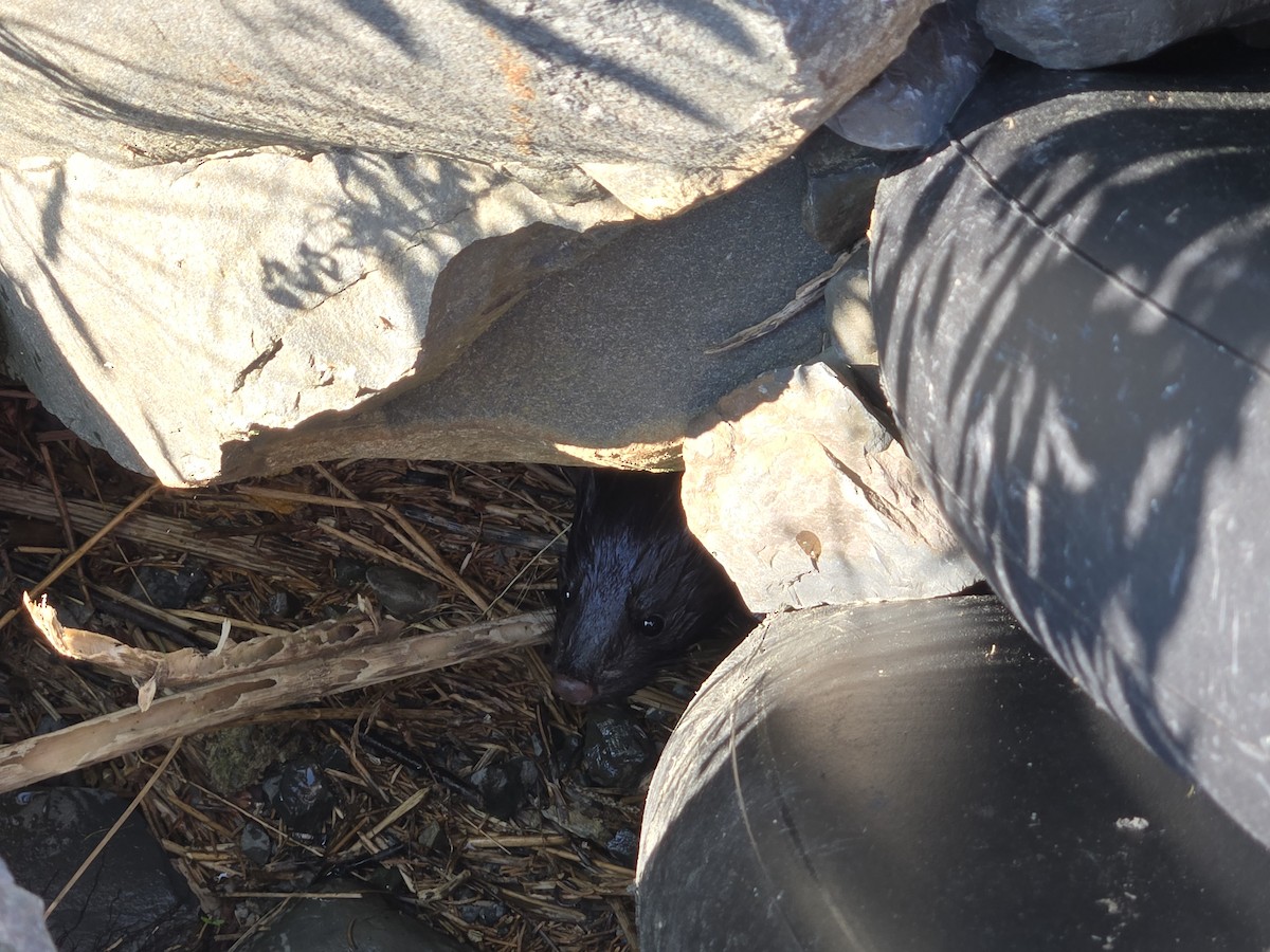 American Mink - ML639845251