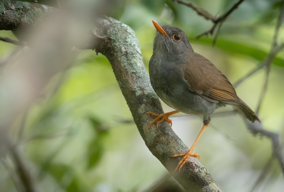 Orange-billed Nightingale-Thrush - ML639845255