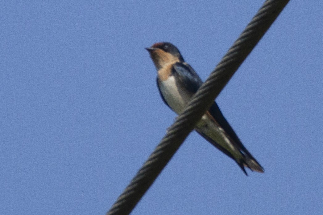 Ethiopian Swallow - ML639845325