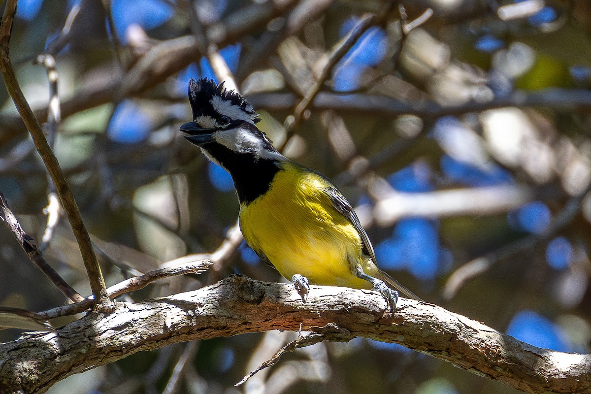 Eastern Shrike-tit - ML639845363