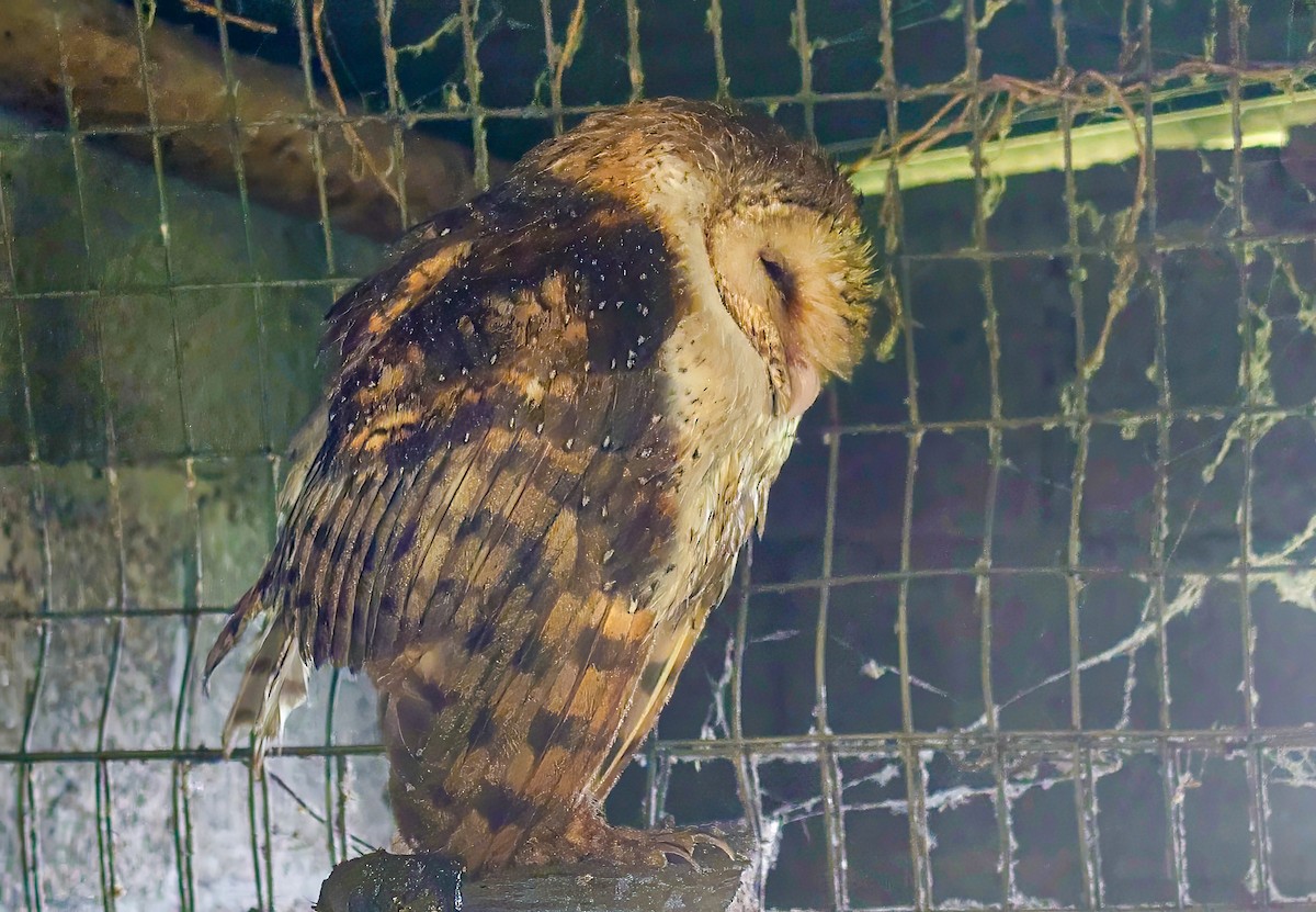 American Barn Owl - ML639845431