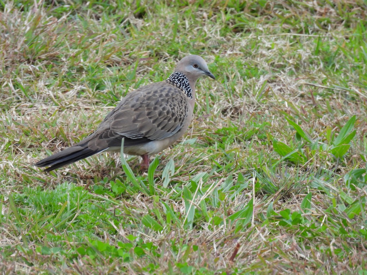 Spotted Dove - ML639845433