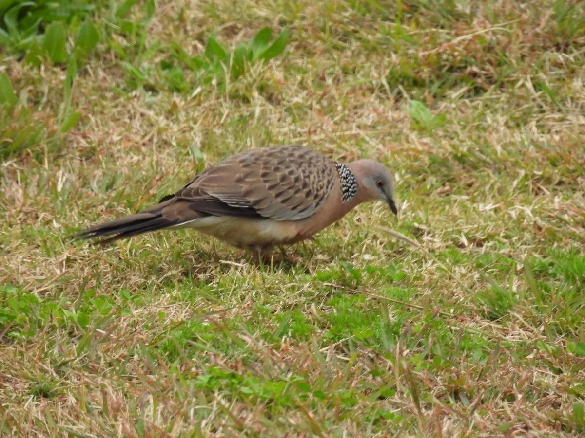Spotted Dove - ML639845437